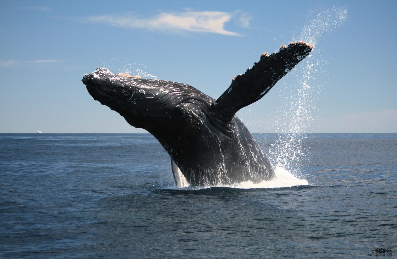 Morro Bay whale watching.jpg